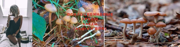 ГАЛЛЮЦИНОГЕННЫЕ ГРИБЫ Наволоки